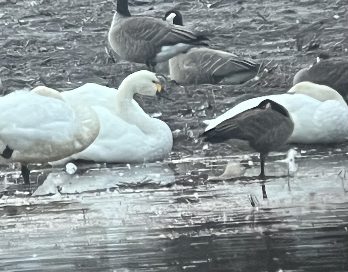 Tundra Swan - ML523611771