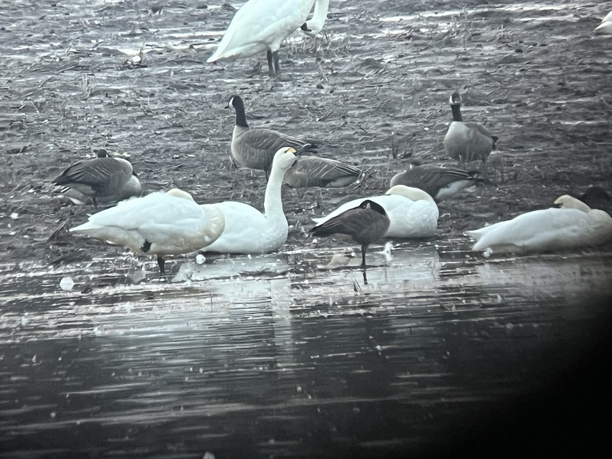 Tundra Swan - Shawneen Finnegan