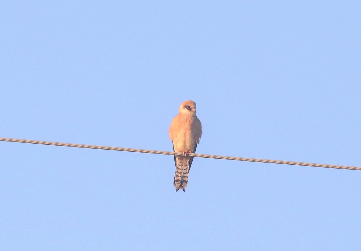 Red-footed Falcon - ML523612391
