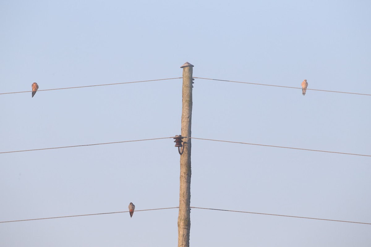 Red-footed Falcon - ML523612511