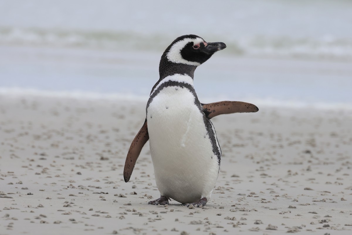 Magellanic Penguin - Jörg Hanoldt