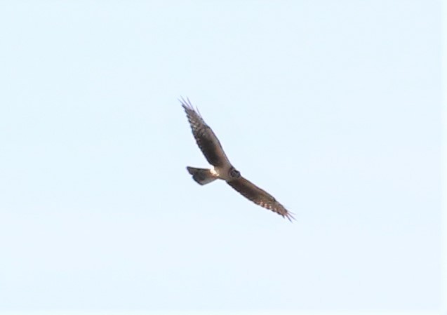 Pallid Harrier - ML523614071