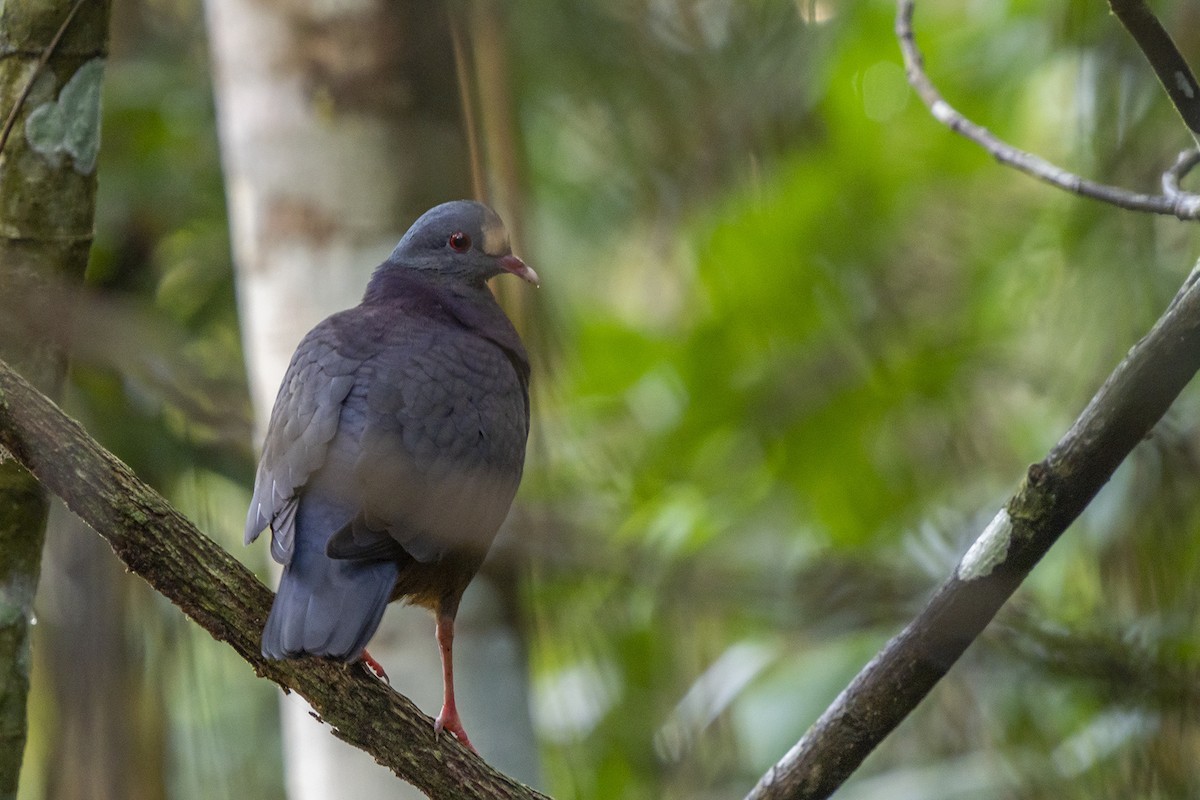 White-fronted Quail-Dove - Joshua Covill