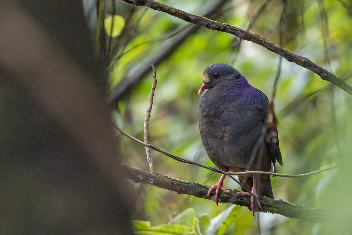 White-fronted Quail-Dove - Joshua Covill