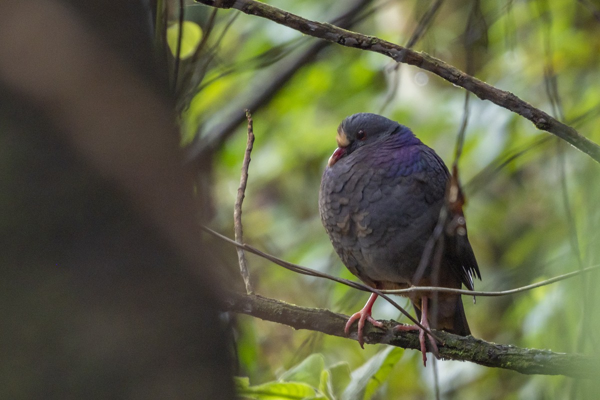 White-fronted Quail-Dove - Joshua Covill