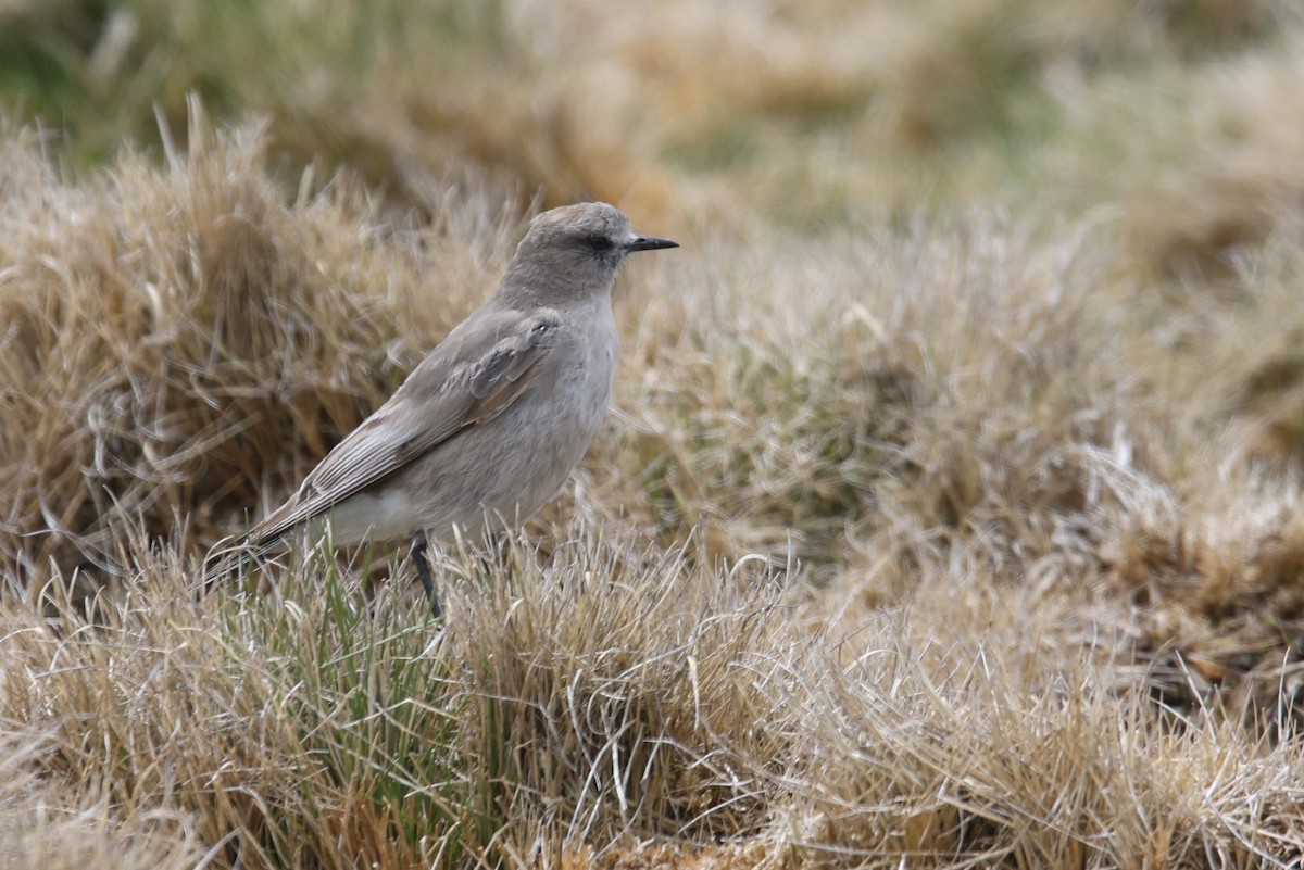 White-fronted Ground-Tyrant - ML523614981