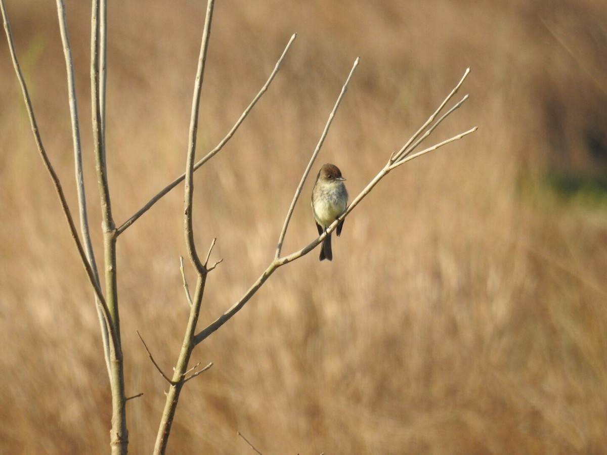 Eastern Phoebe - ML52361521