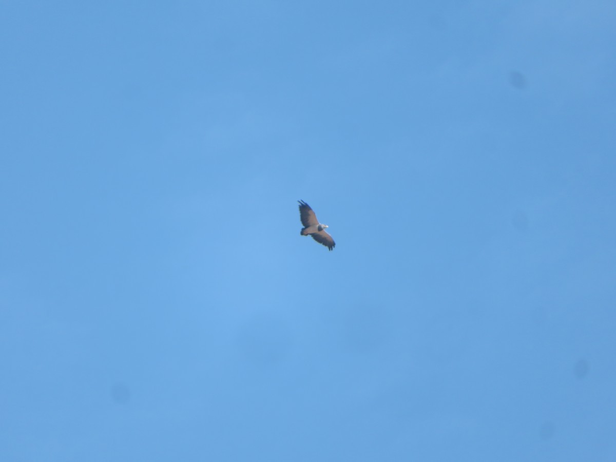Black-chested Buzzard-Eagle - Romina Tapia Monsalve