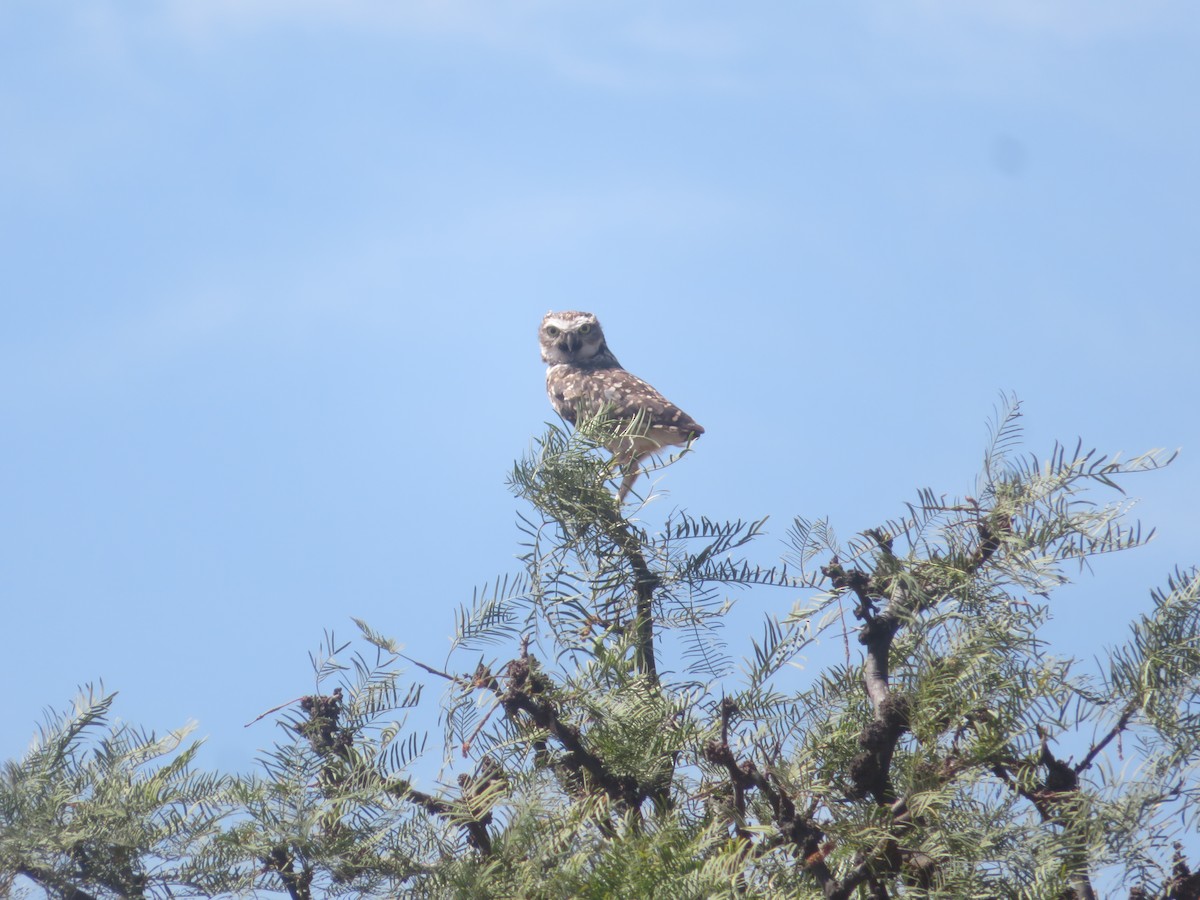 Burrowing Owl - Romina Tapia Monsalve