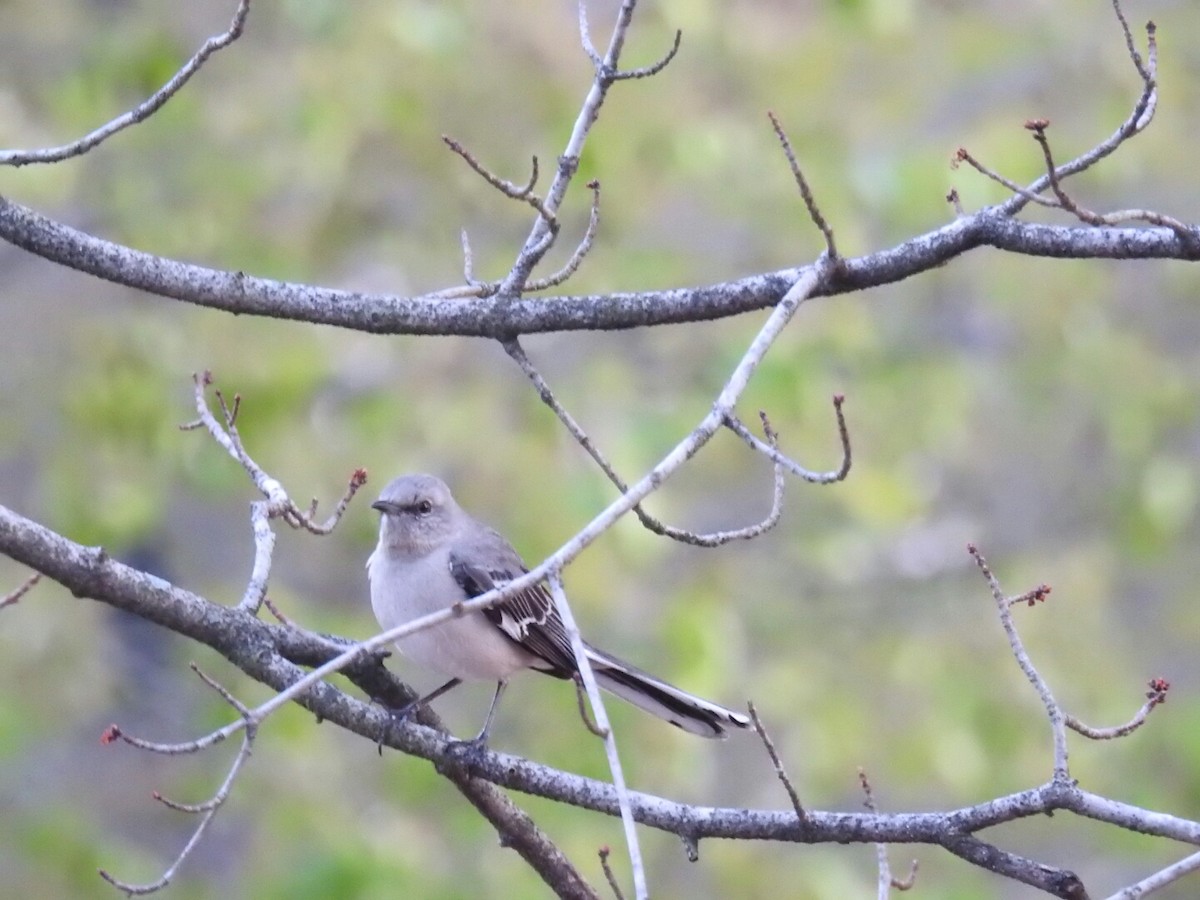 Northern Mockingbird - ML52361621