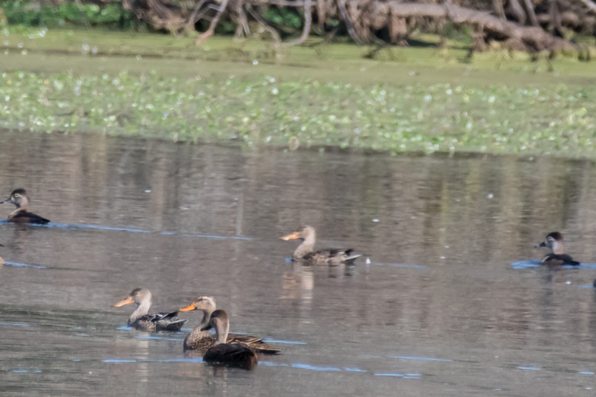 Northern Shoveler - Gabrielle Harrison