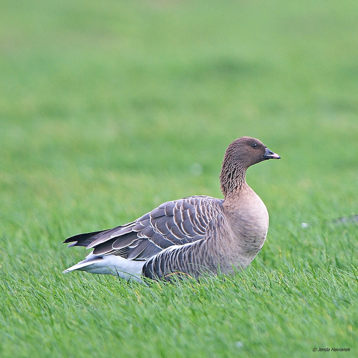 Pink-footed Goose - ML523616931