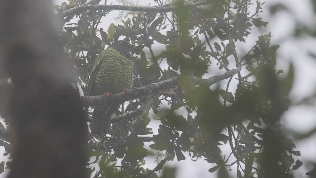 Cotinga barré - ML523617131