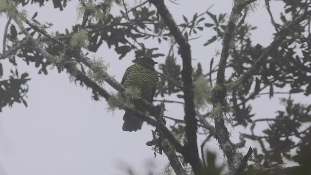 Barred Fruiteater - ML523617151