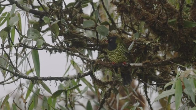 Cotinga barré - ML523617221