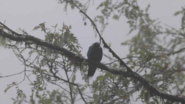 White-collared Jay - ML523617251