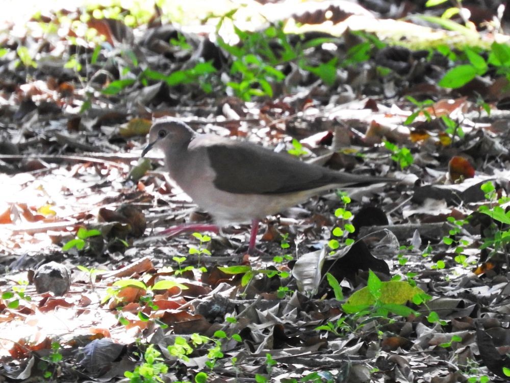 White-tipped Dove - ML523617481