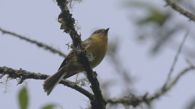 Ochraceous-breasted Flycatcher - ML523617991