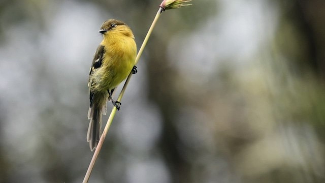 Ochraceous-breasted Flycatcher - ML523618001