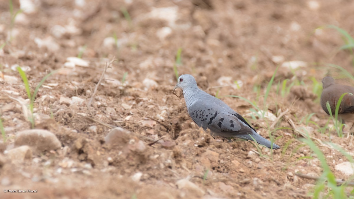 White-tipped Dove - ML523618621