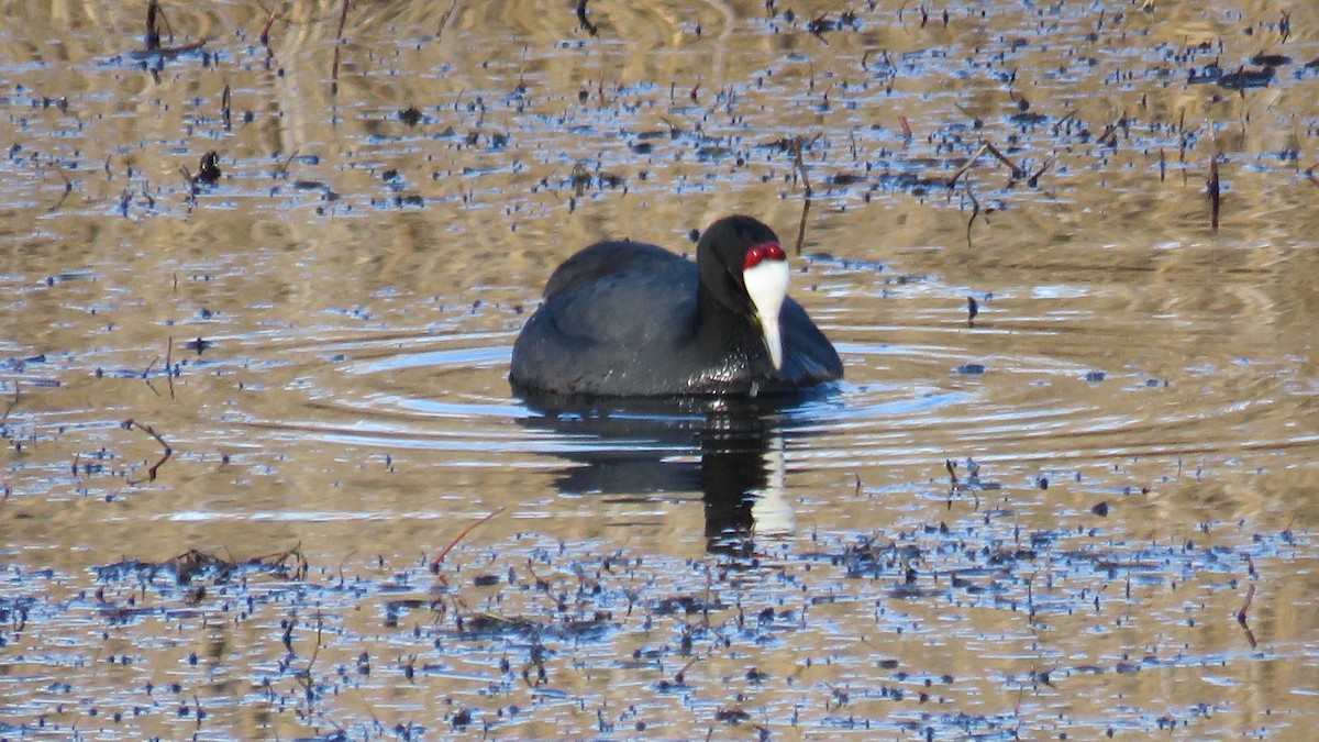 Red-knobbed Coot - ML523618781