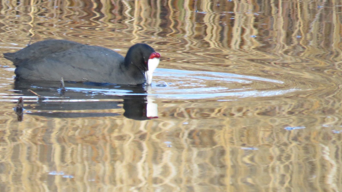 Red-knobbed Coot - ML523618841