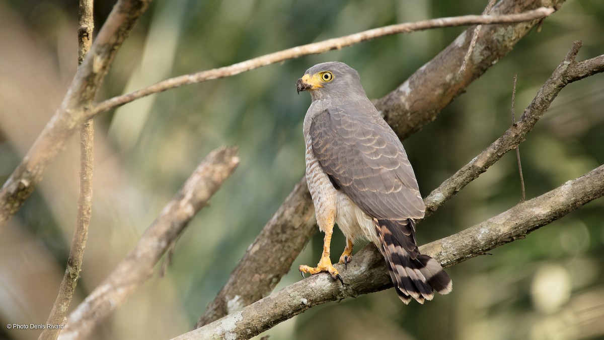 Roadside Hawk - ML523619081