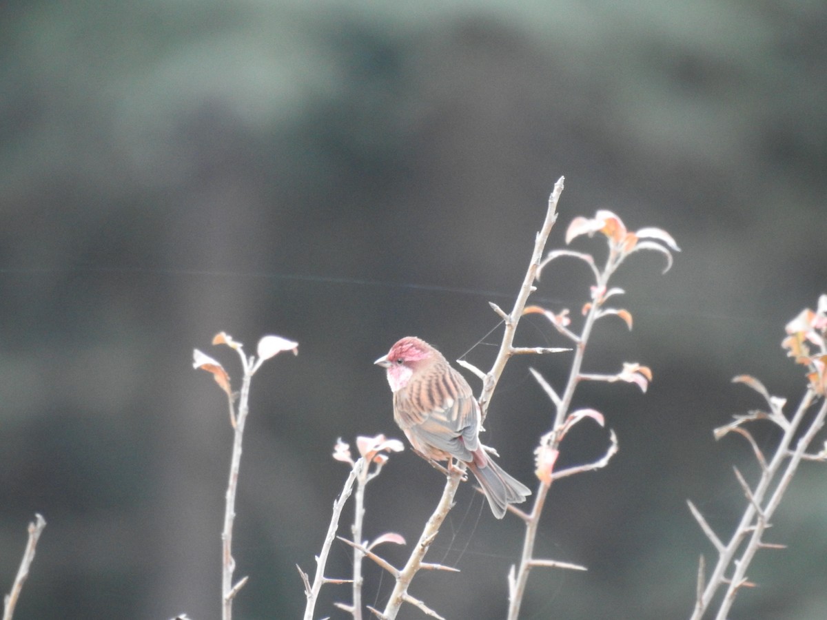 Pink-browed Rosefinch - ML523619121
