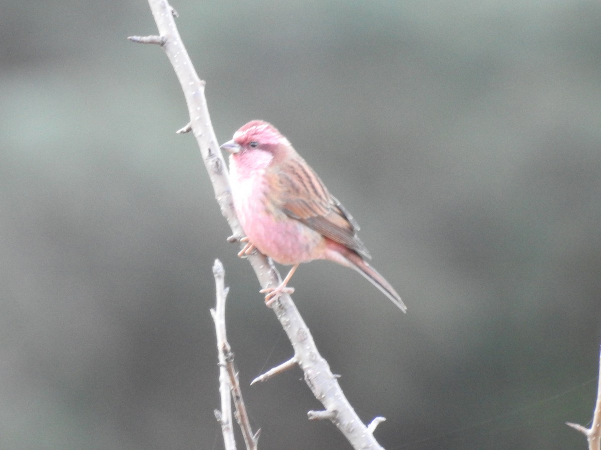 Pink-browed Rosefinch - ML523619131