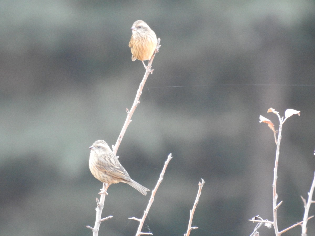 Pink-browed Rosefinch - ML523619141