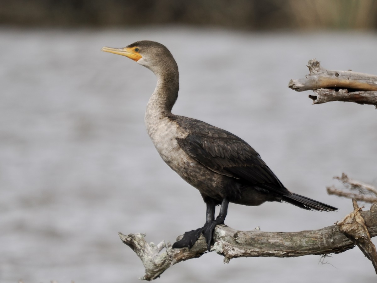 Double-crested Cormorant - ML523619631