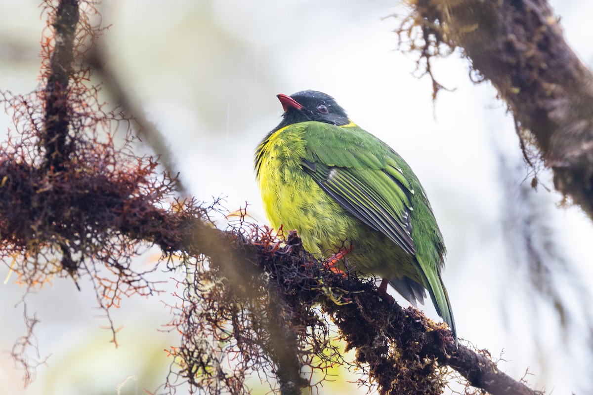 Green-and-black Fruiteater (Green-and-black) - ML523619931