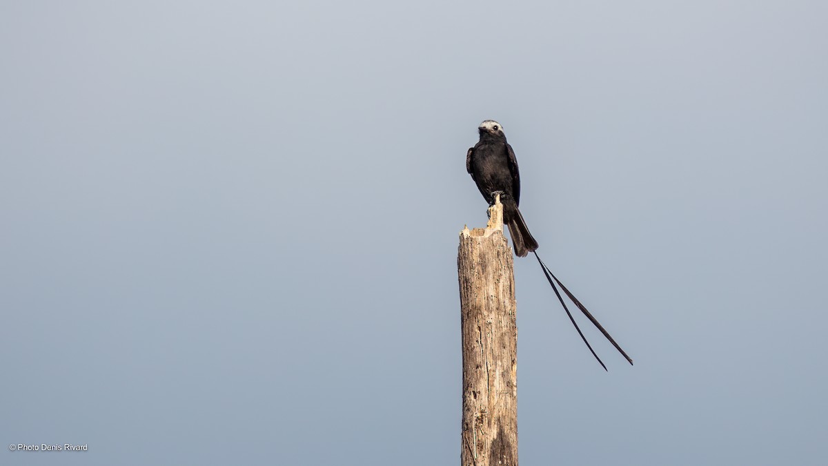 Long-tailed Tyrant - Denis Rivard