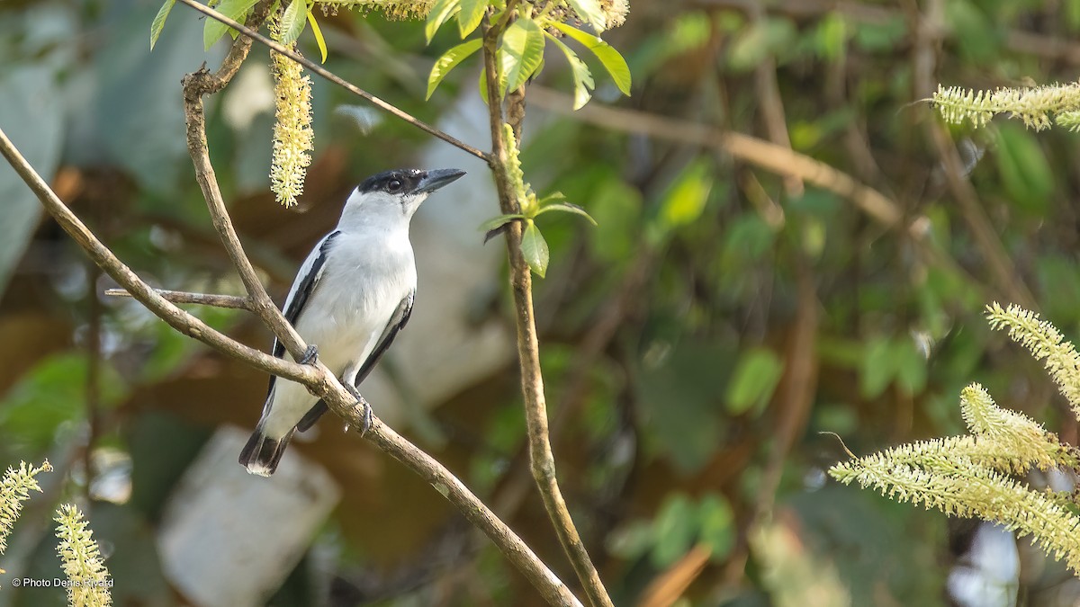 Black-crowned Tityra - Denis Rivard