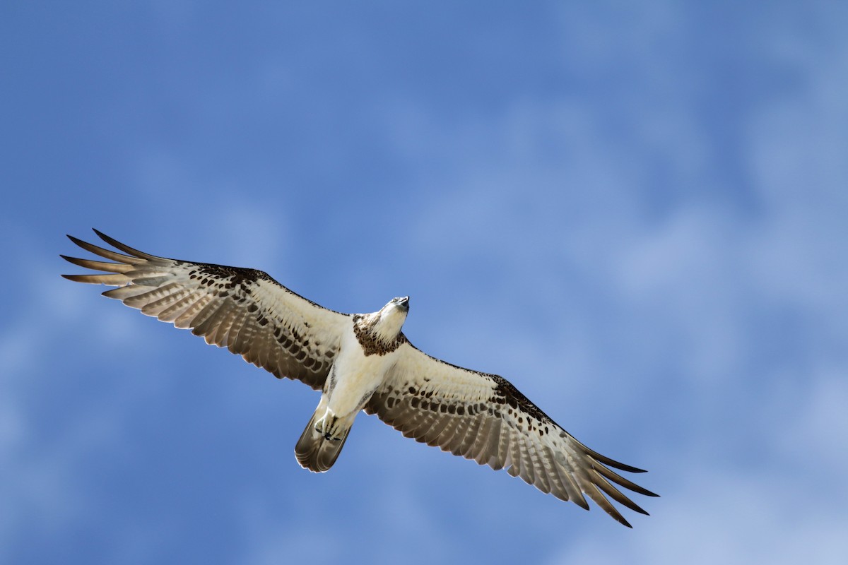 Osprey (Australasian) - ML52362181