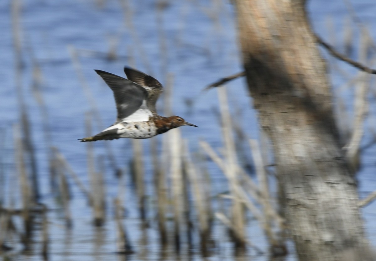 Kampfläufer - ML523622621