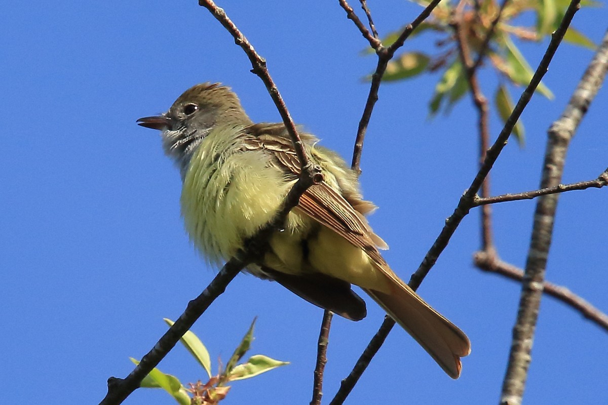 Great Crested Flycatcher - ML523622631