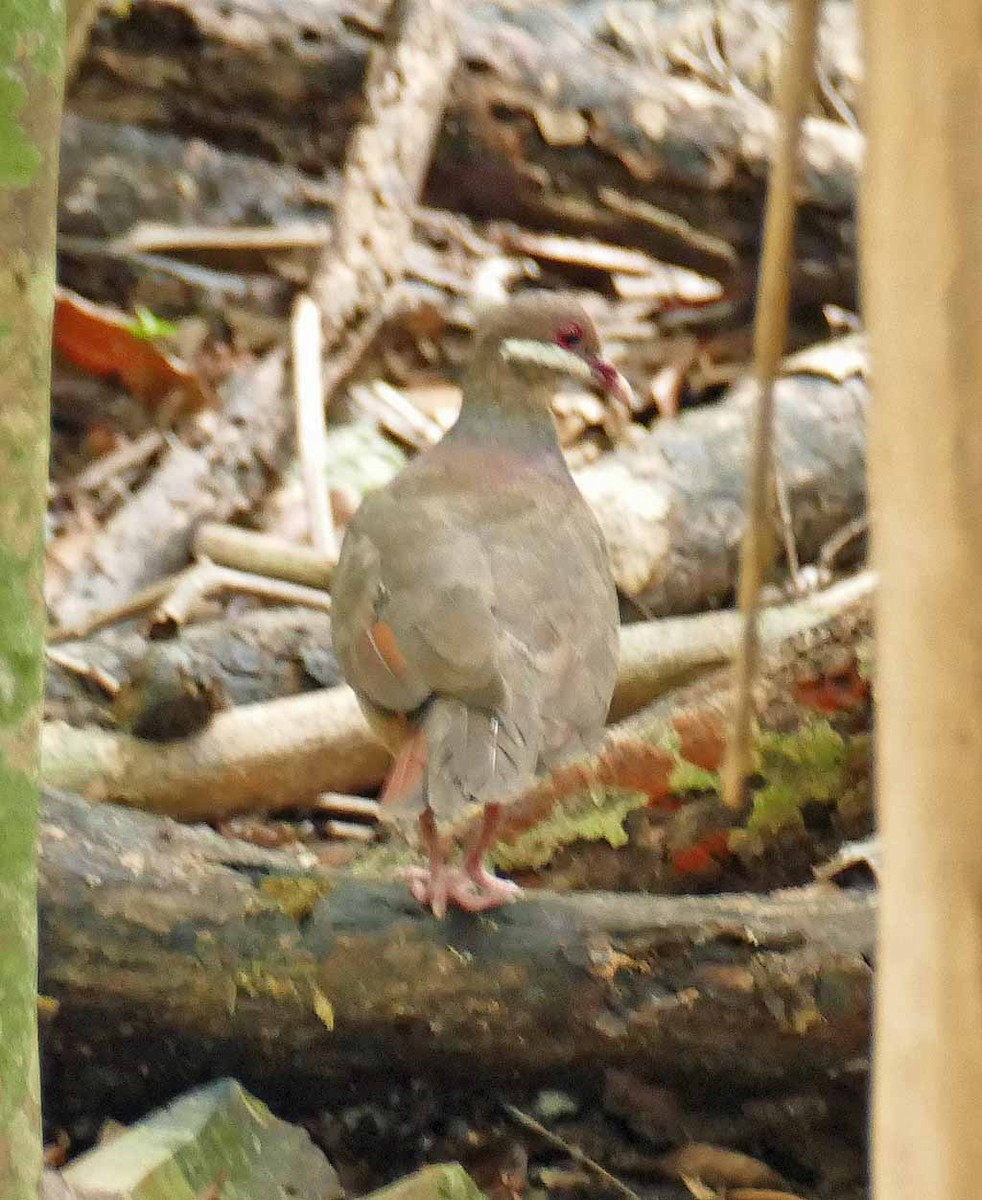 Bridled Quail-Dove - Giff Beaton