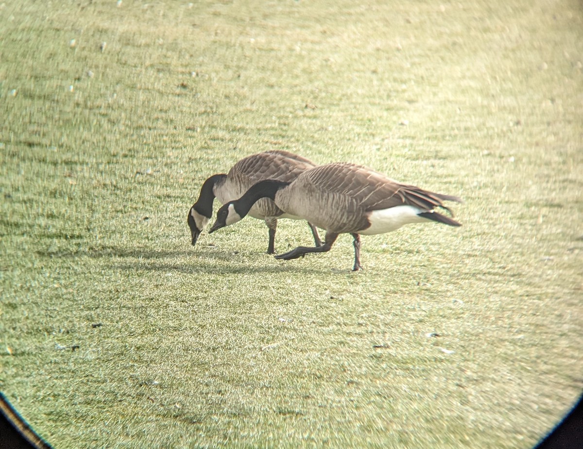 Canada Goose - ML523623321