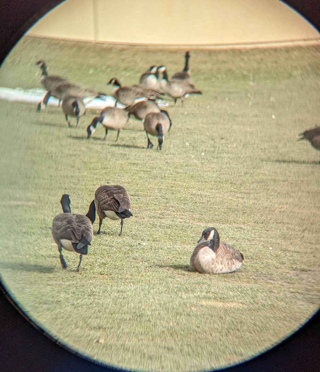 Canada Goose - ML523623331