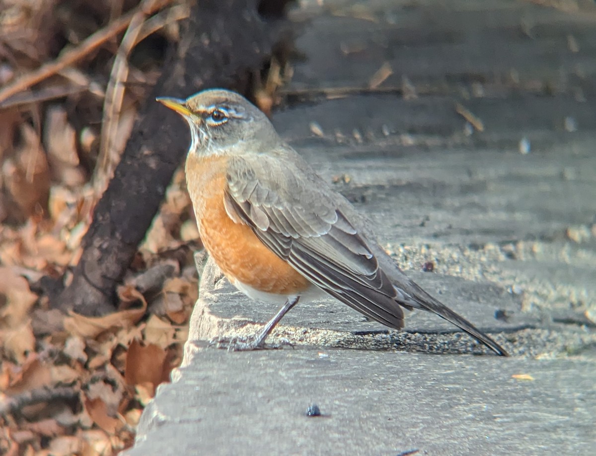 American Robin - ML523623361