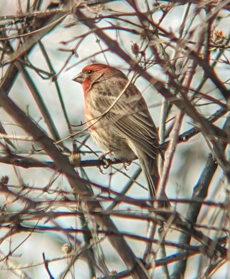 House Finch - ML523623381