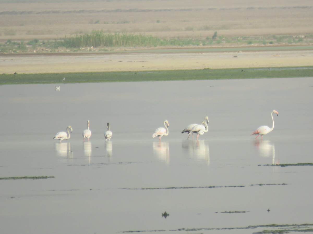 Greater Flamingo - Houman Doroudi