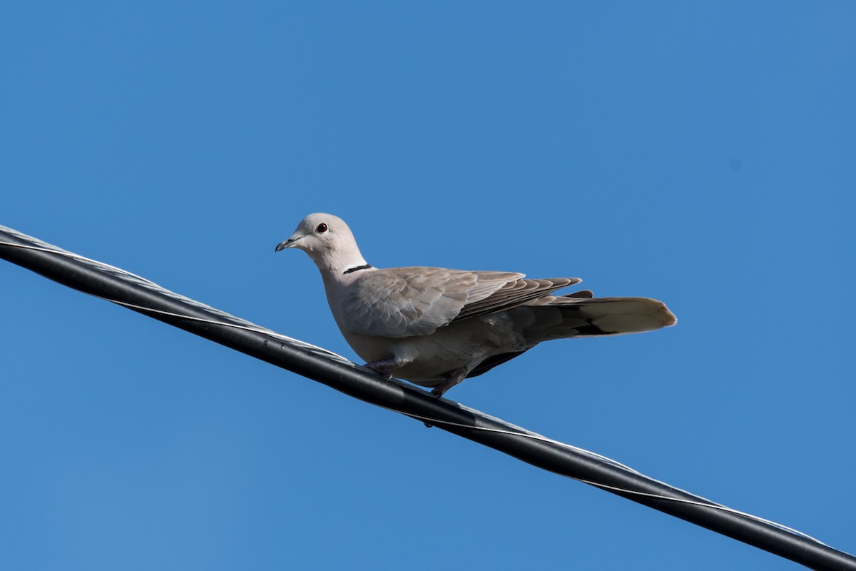 Eurasian Collared-Dove - ML523624291