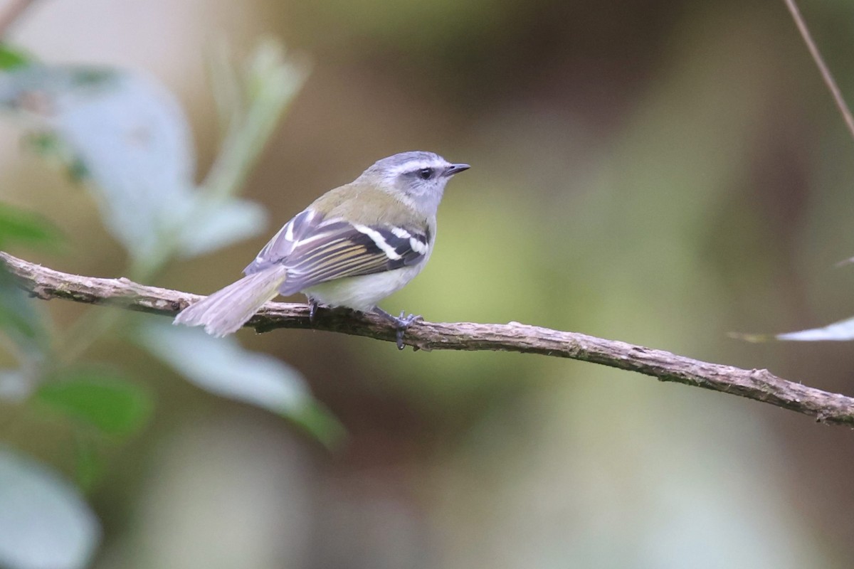 White-banded Tyrannulet - ML523624351