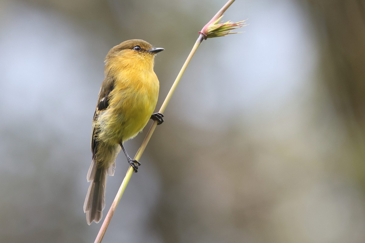 Ochraceous-breasted Flycatcher - Ryan Terrill