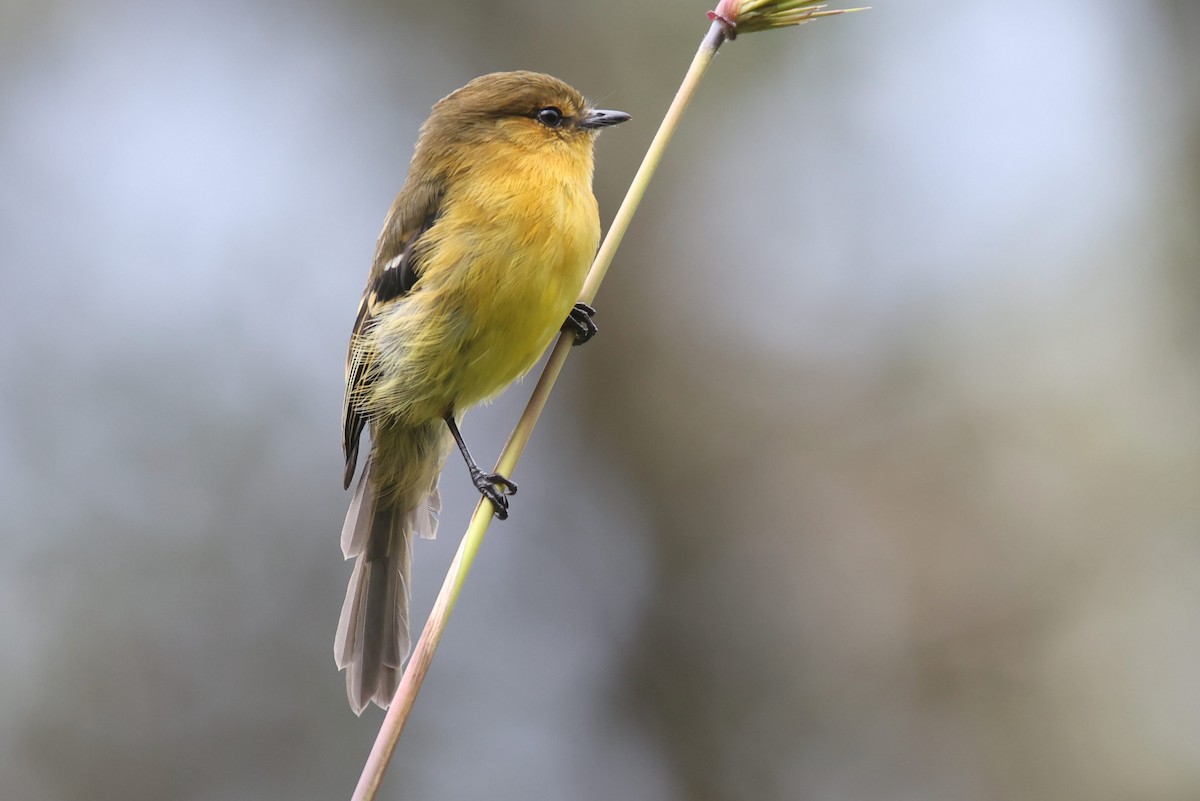 Ochraceous-breasted Flycatcher - Ryan Terrill