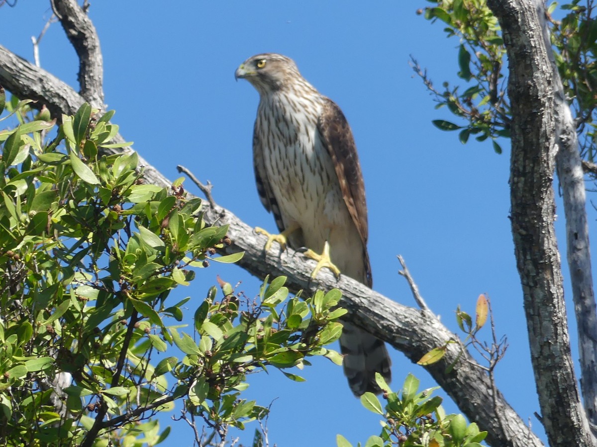 Cooper's Hawk - Barbara Overton