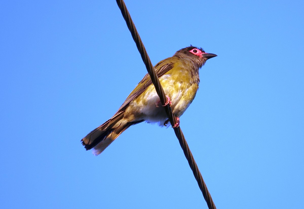 Australasian Figbird - ML523625711