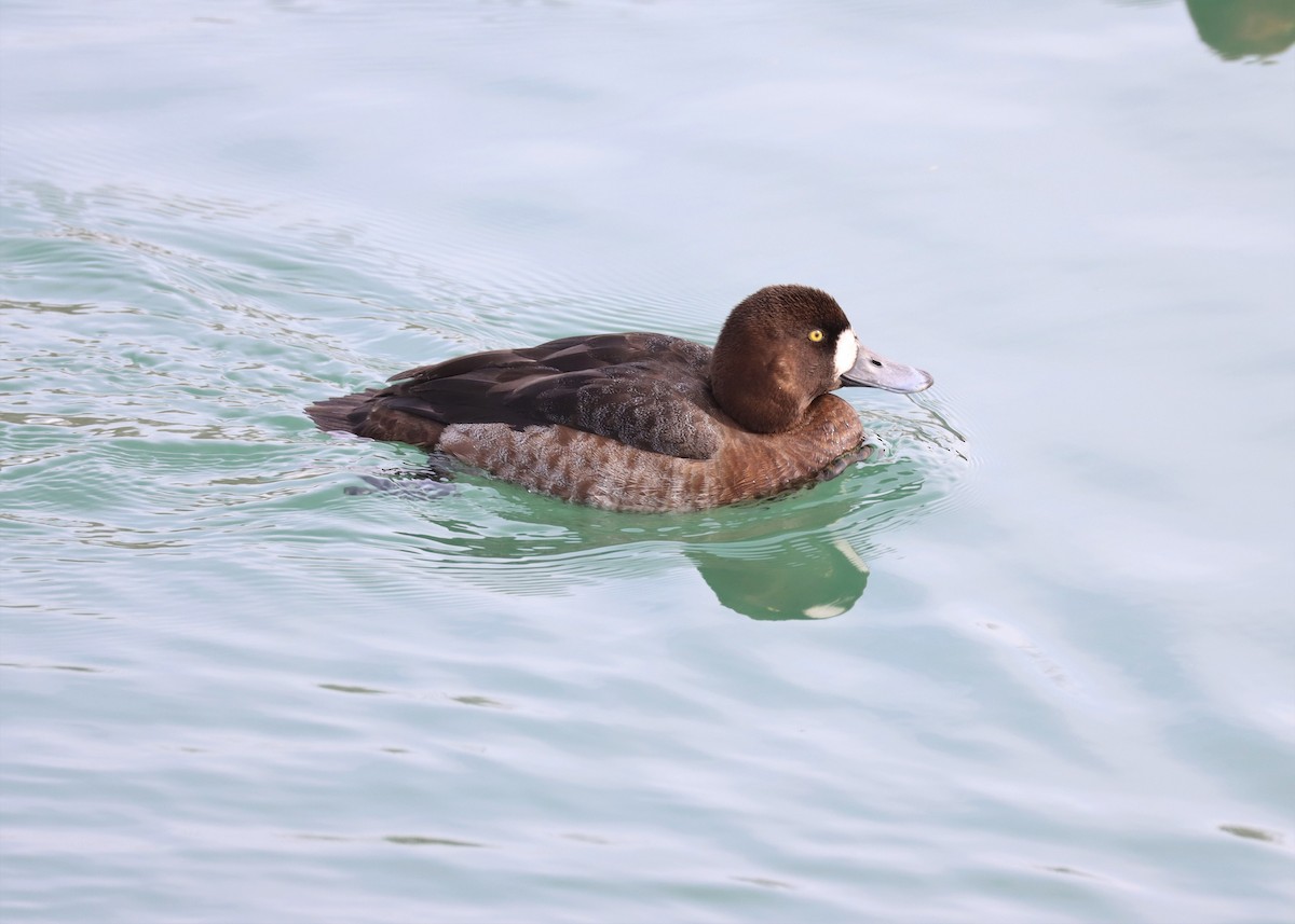 Greater Scaup - Jim Miles